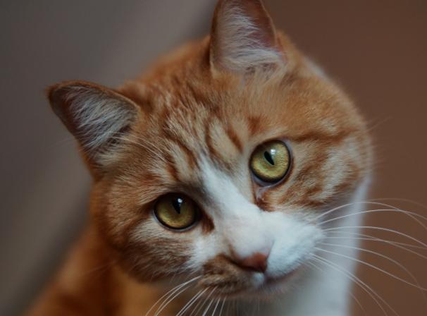 猫咪烫伤了皮掉了怎么办,小猫猫烧伤了怎么办