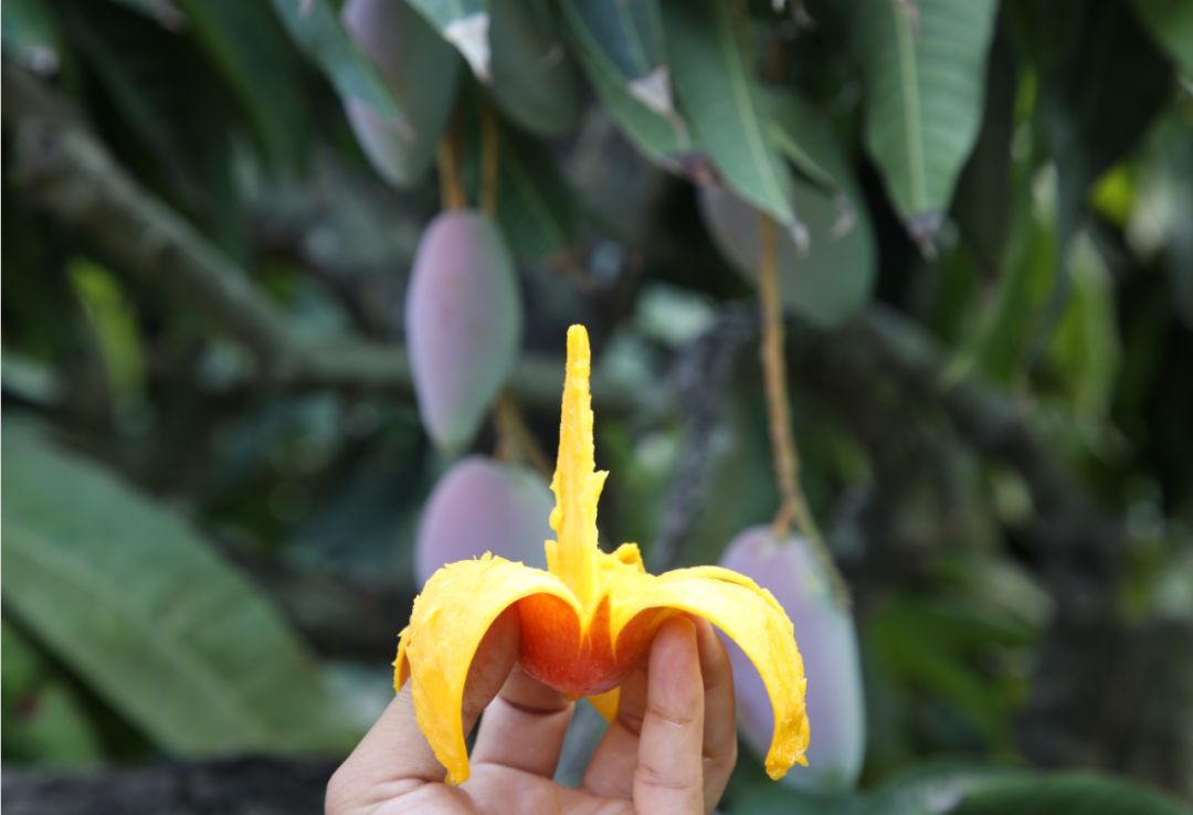 香甜的大芒果海南贵妃芒,芒果味浓郁贵妃芒