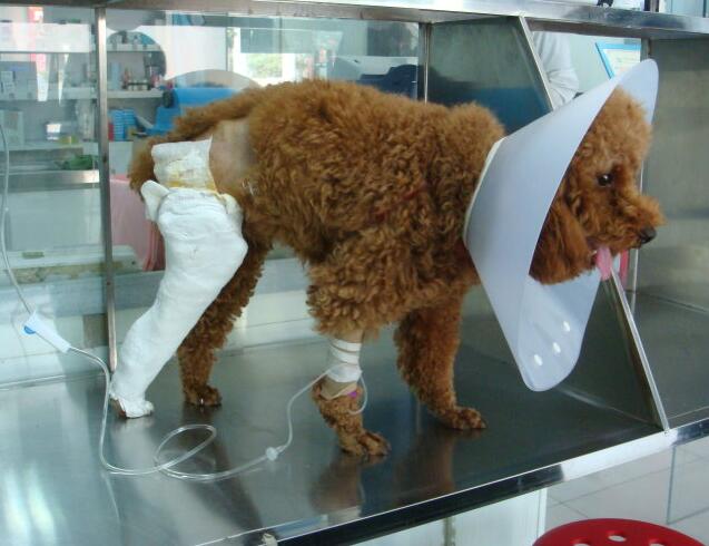 饲养泰迪犬的正确方法,饲养狗狗的经验总结