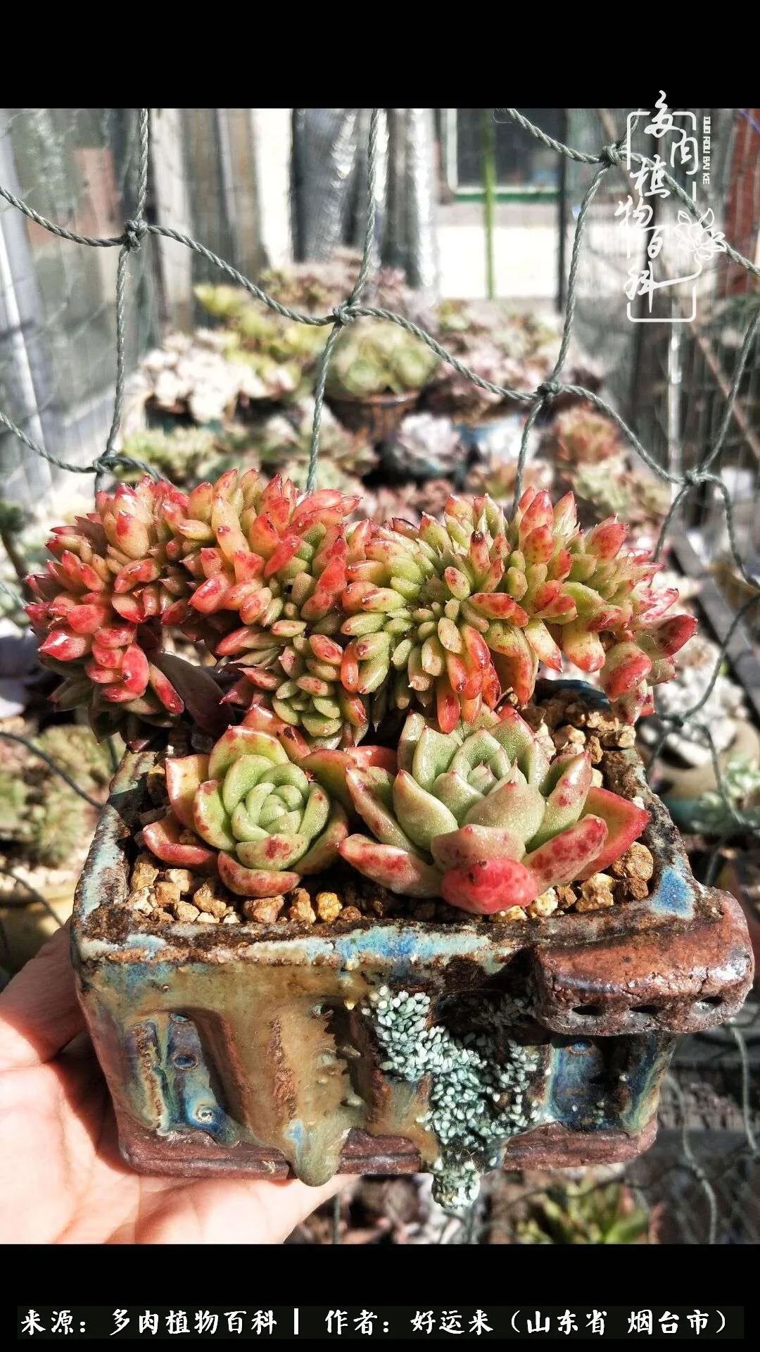 世上怎么会有这么可爱的生物,这世上怎么会有那么可爱的小可爱