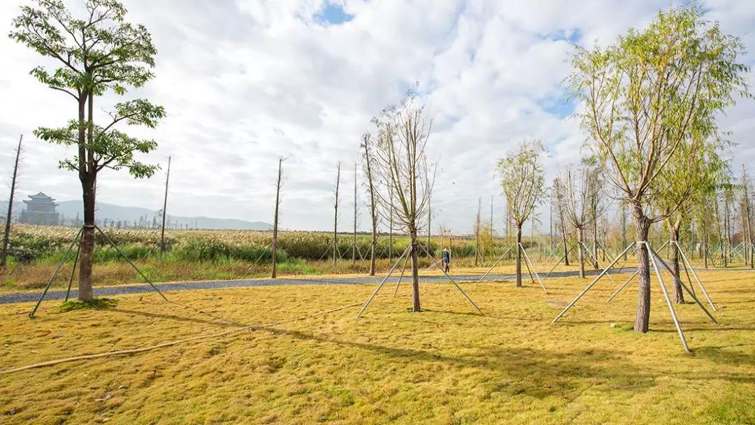 免费+湿地公园+花海栈道…珠澳市民新的休闲好去处