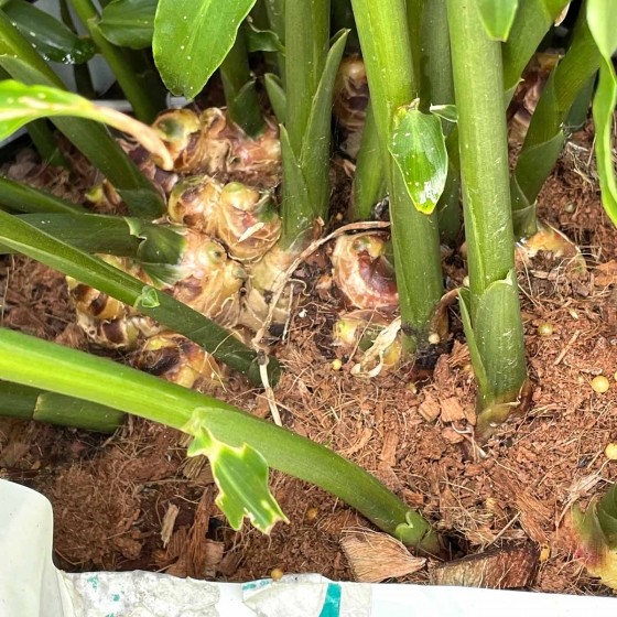 如何在美国种植生姜,露台生姜种植方法图解