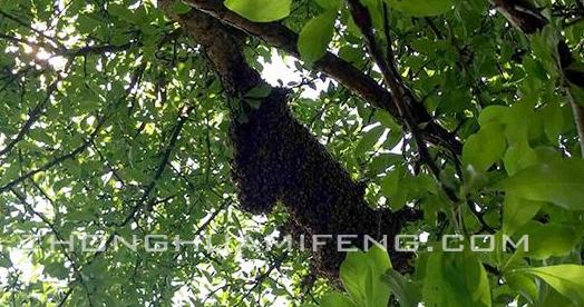 及时挽救散团的越冬蜂:张河勇