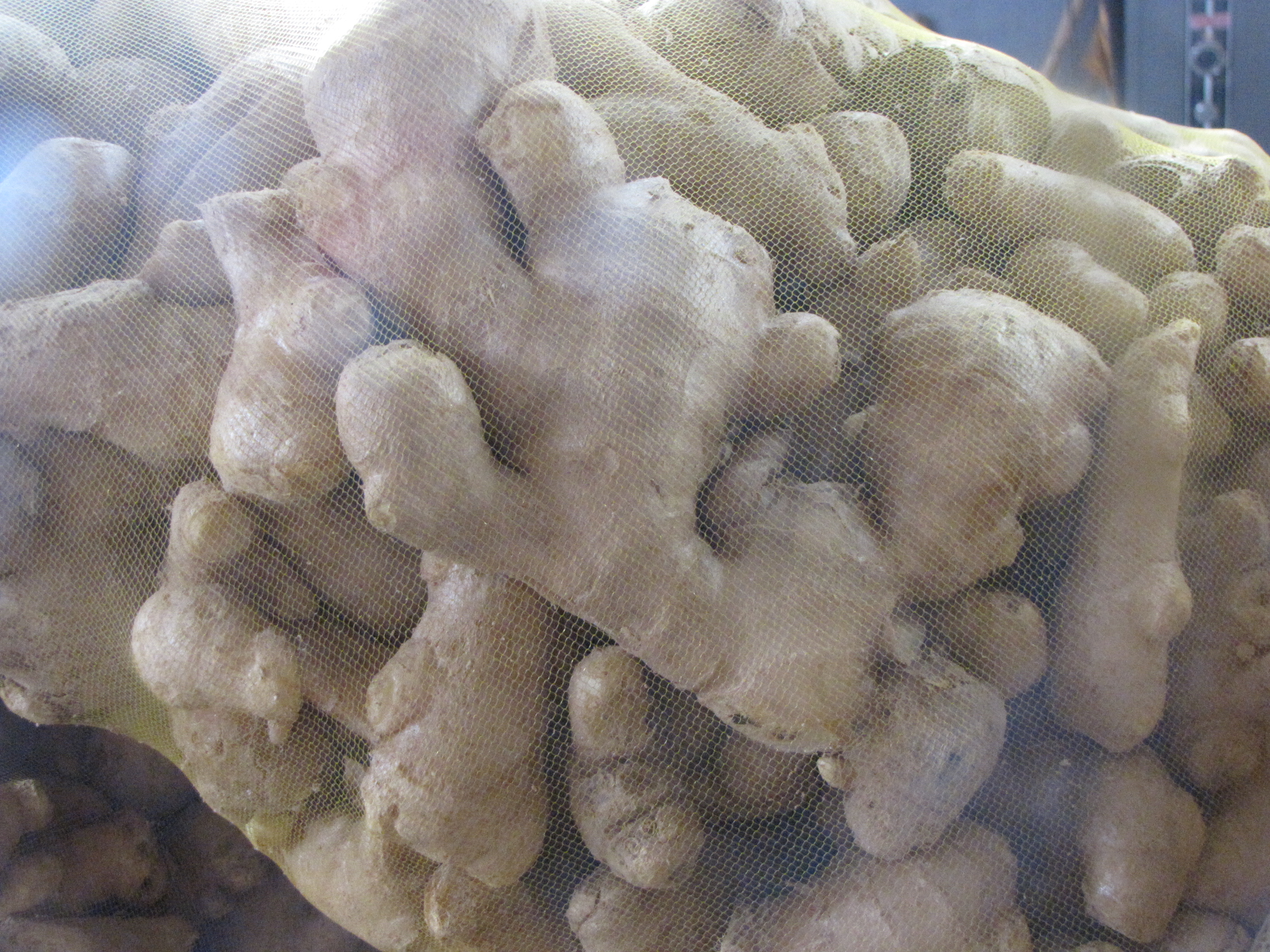 生姜生长周期达到多久适合做姜种,要种生姜的小技巧