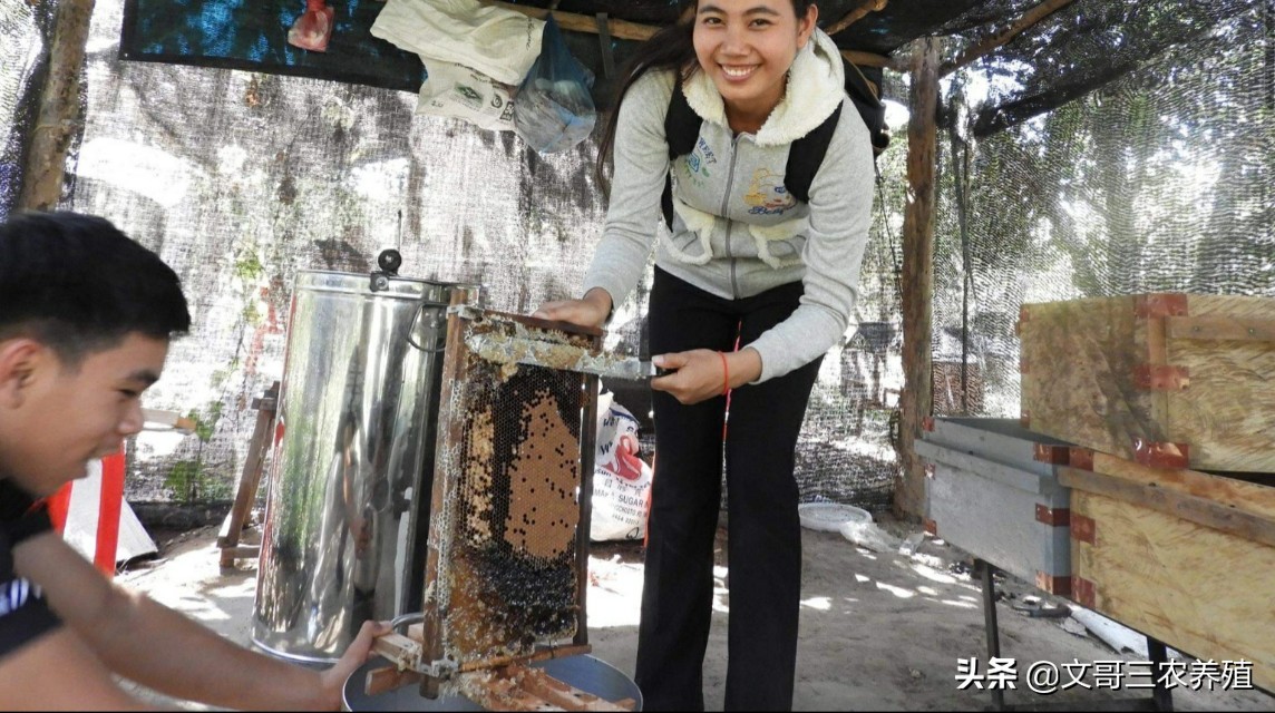 中蜂养蜂知识和技术视频,中蜂养殖技术养蜂工具