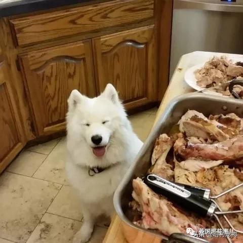 要狗看门？千万别选萨摩耶！这货除了笑不会干别的了