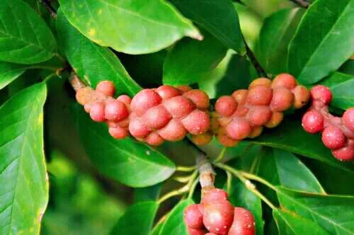 望春玉兰～早春先叶开放，花色素雅，美丽壮观