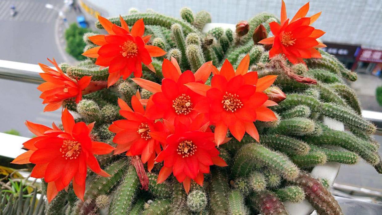 仙人指和蟹爪兰哪个更容易开花,仙人指不怎么开花是怎么回事