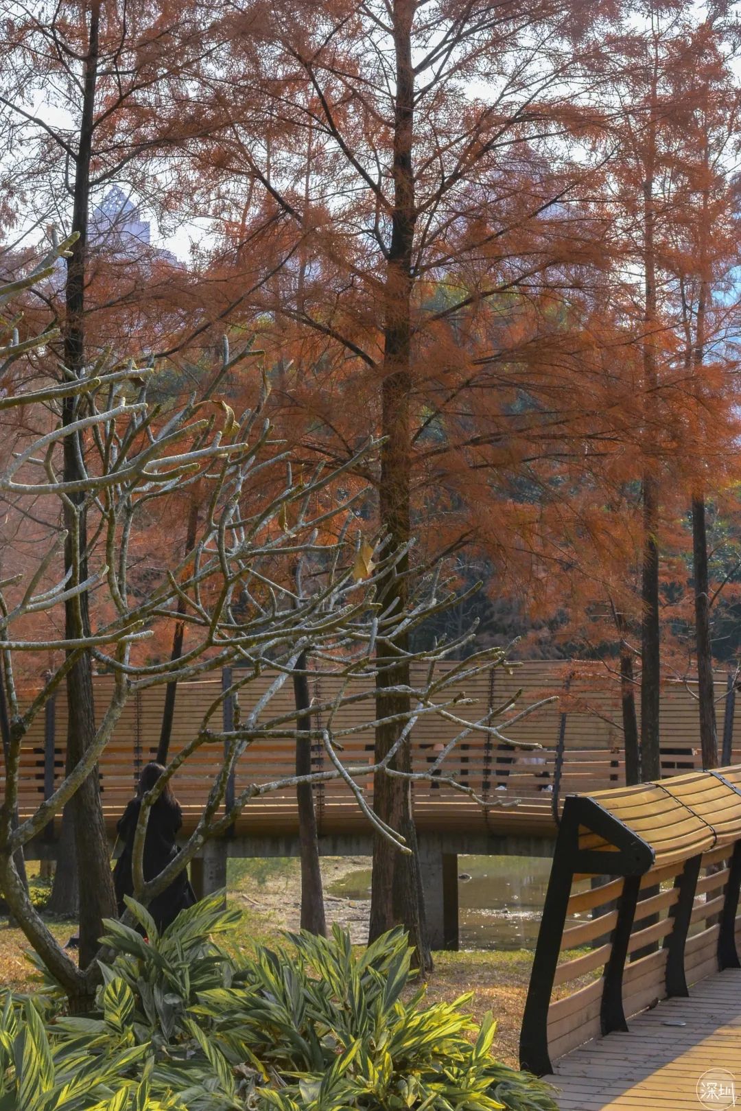 莲花山绿了没,莲花山红色景点有哪些