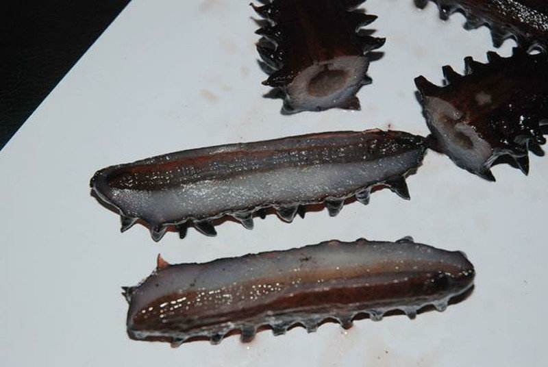 海参是正经的海参不,海参到底是不是正经海参