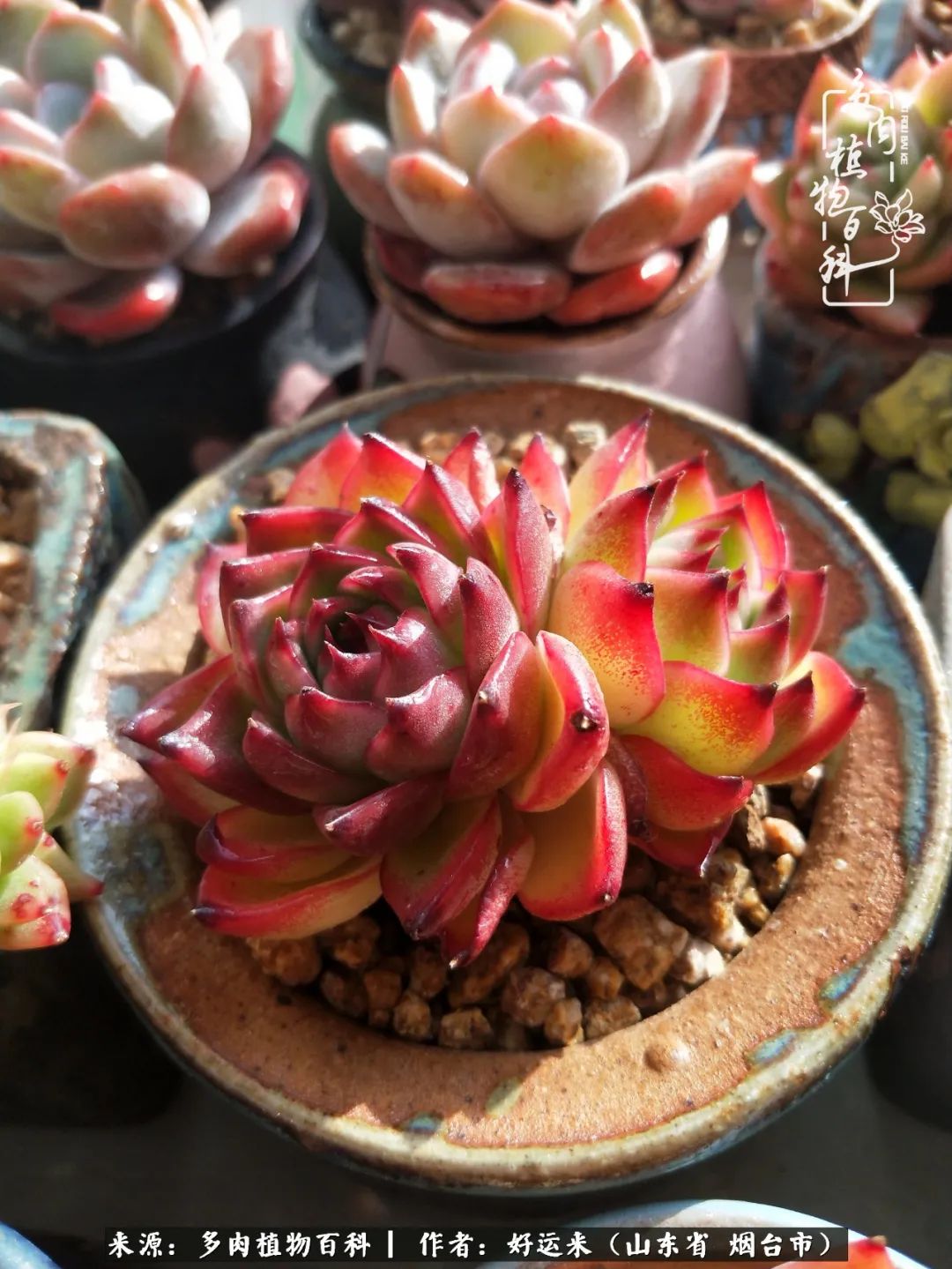 世上怎么会有这么可爱的生物,这世上怎么会有那么可爱的小可爱