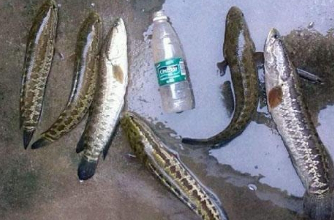 黑鱼各种钓法,黑鱼钓法技巧全攻略