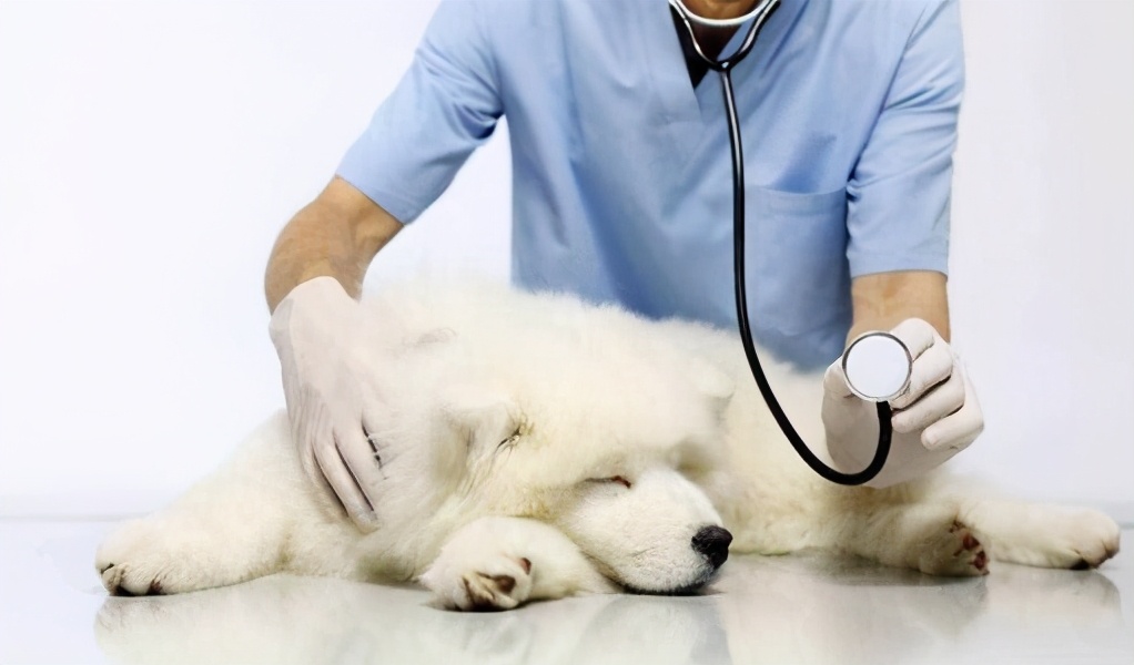 养狗的60个养宠小知识,养宠物干货知识大全集