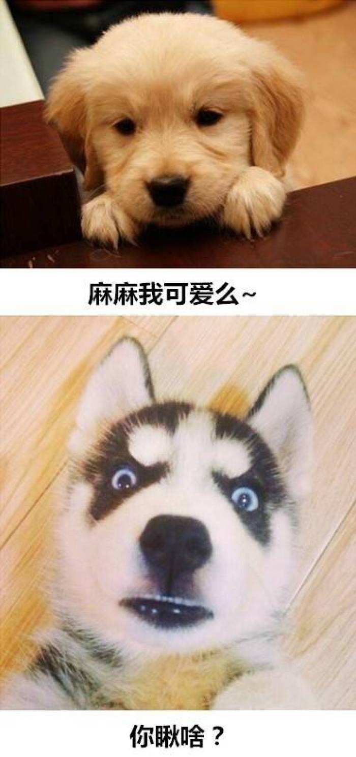 搞笑段子笑抽我了,保险搞笑段子笑趴你