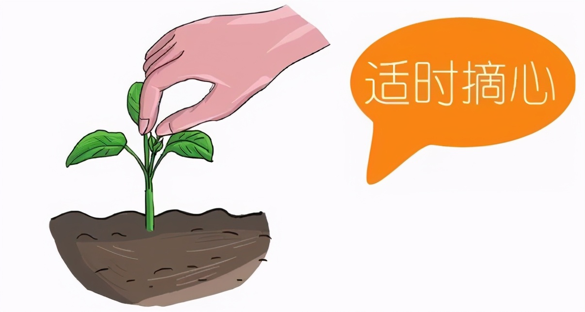 幻梦般的紫色花海，准备一把鼠尾草的种子，4个步骤即可实现