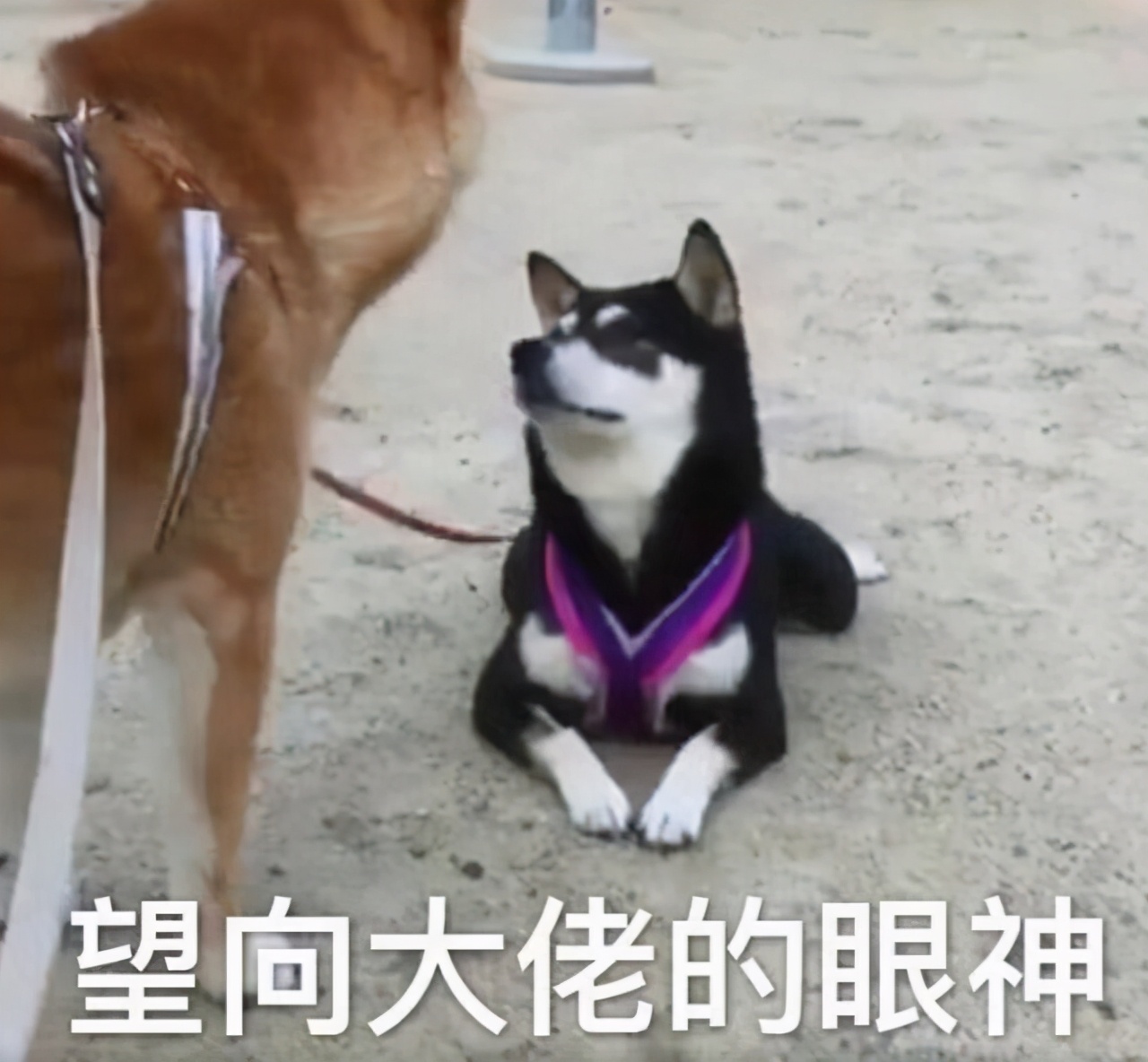 糖类研究历史,糖类改变了世界