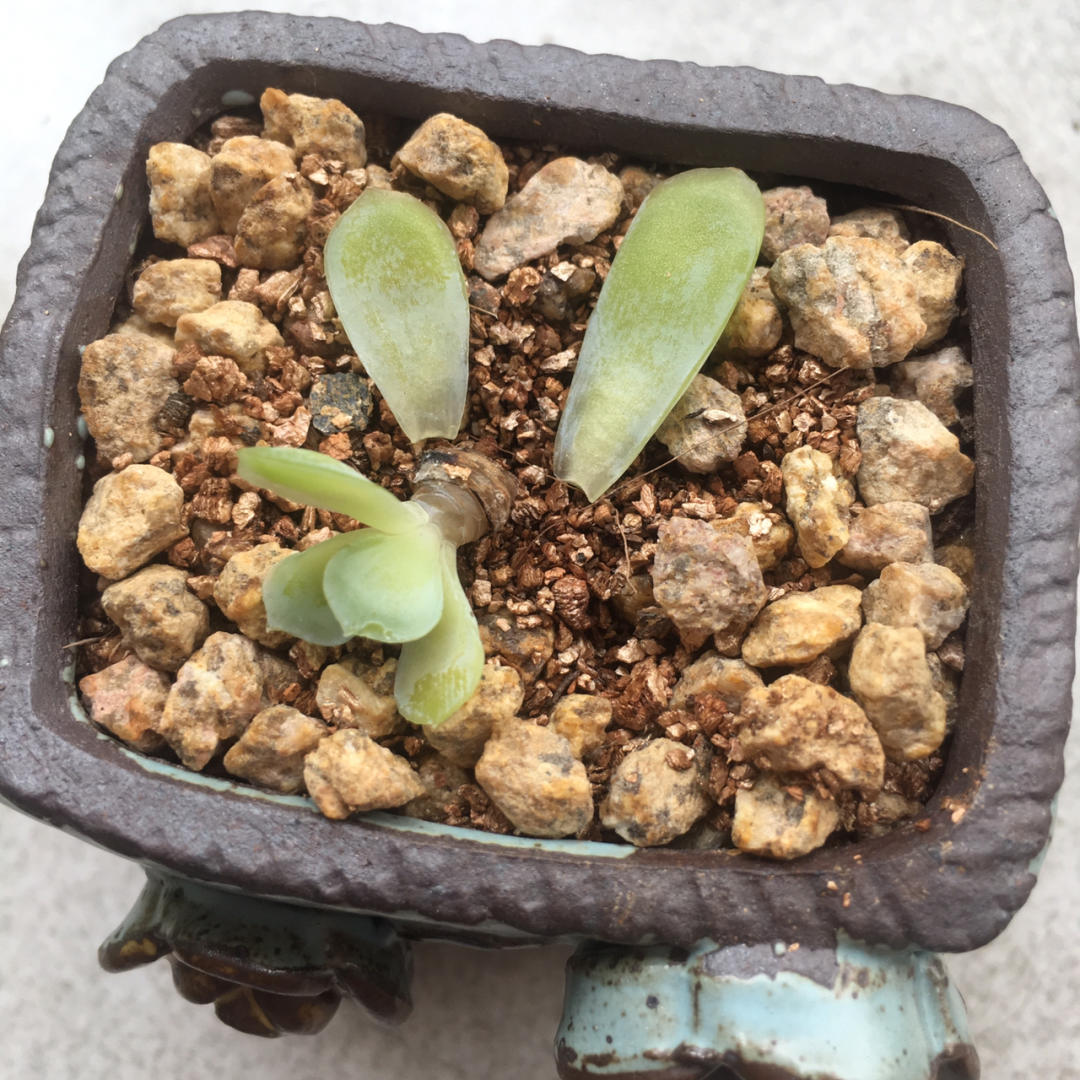 多肉植物树冰怎么养,多肉冰梅度夏注意事项