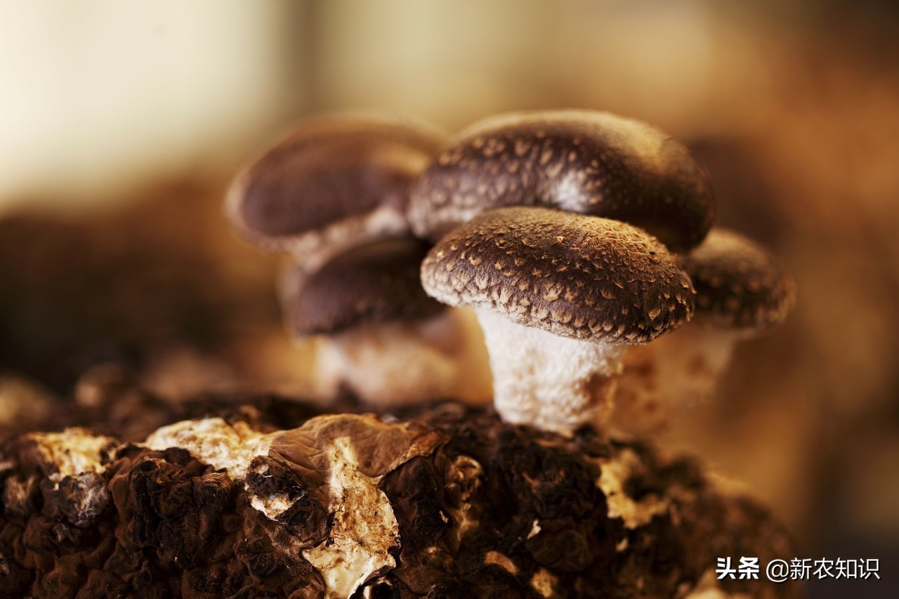 香菇袋料高产栽培技术,木头香菇如何种植才高产