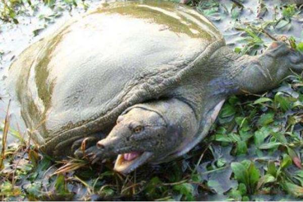 池塘甲鱼养殖技术与管理方法,甲鱼养殖是特种养殖吗