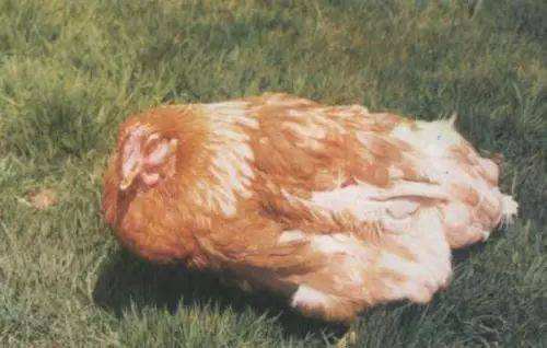 大肠杆菌防治原则,预防大肠杆菌感染的最好方法是