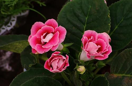 养花让生活充满生机,养花给家里增添一点生机