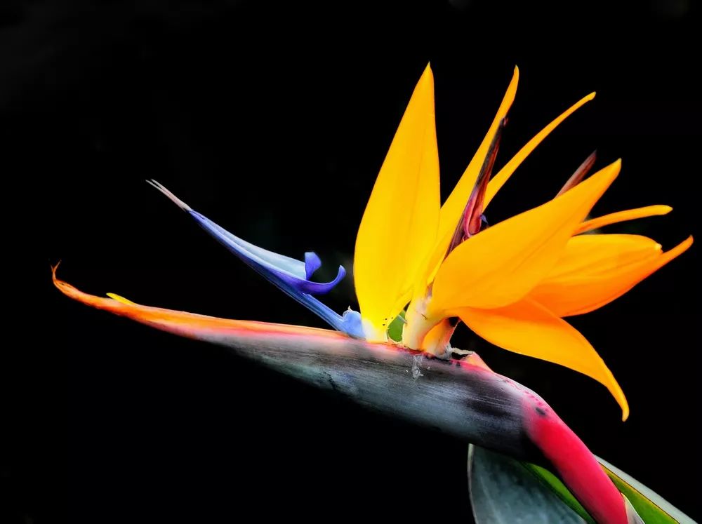 50种鲜切花花语,每个花艺师都要知道