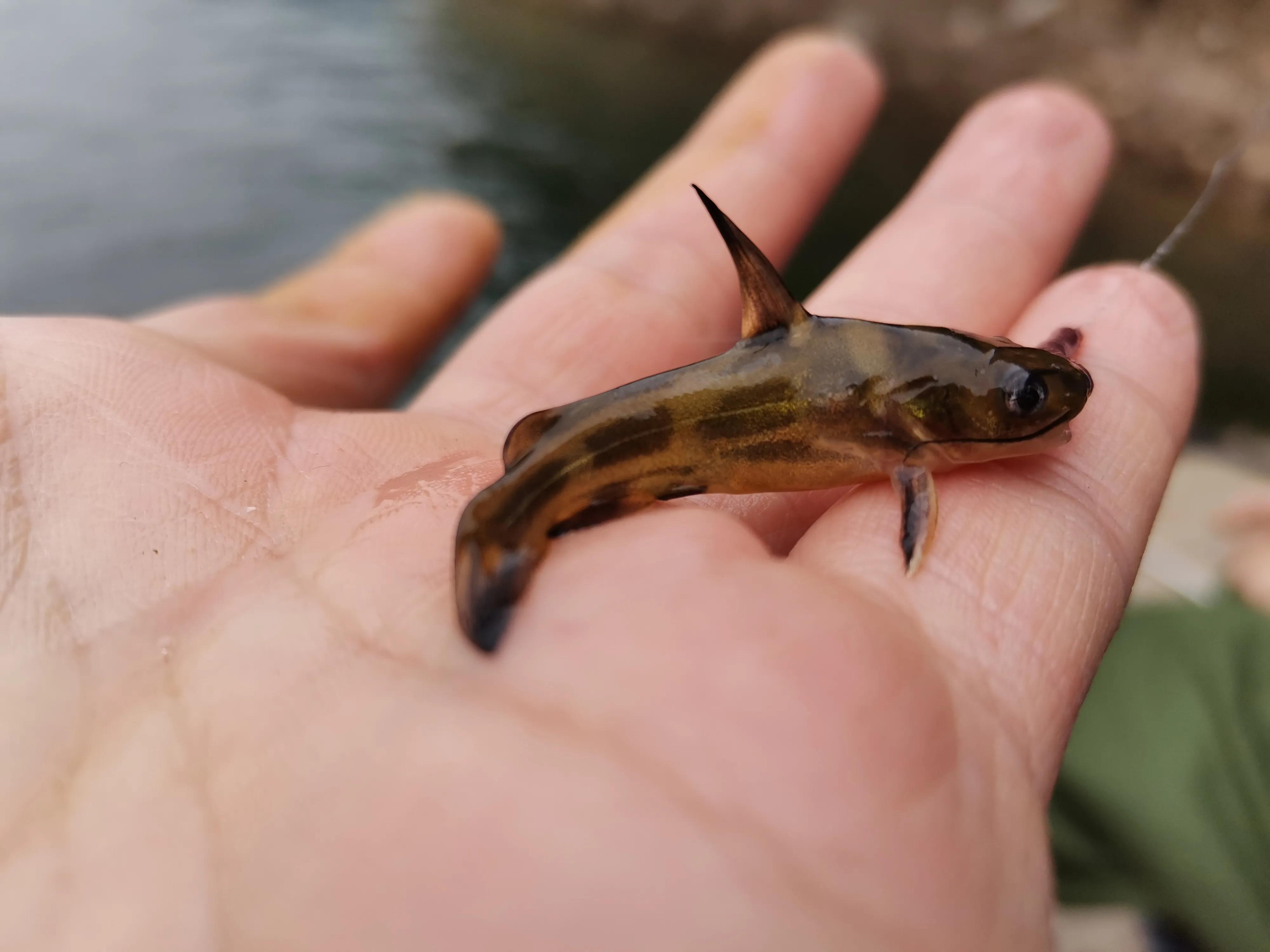文山马鹿塘水库钓罗非鱼怎么样,文山马鹿塘水库野钓多少公里