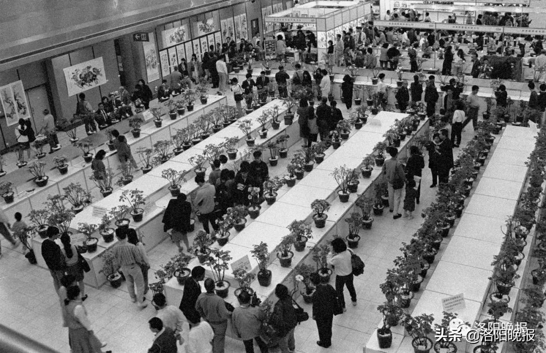 一分钟看河南洛阳,一日看遍洛阳