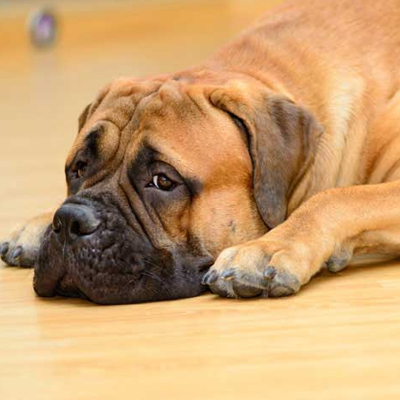 狗狗拉肚子呕吐的十大原因,狗狗经常呕吐拉肚子怎么回事