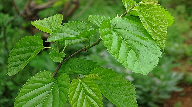 桑叶树的栽培方法,桑叶种植技术视频教程