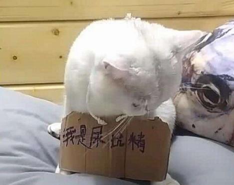 猫咪在床上拉尿怎么教训,猫咪想尿尿时会有哪几种反应