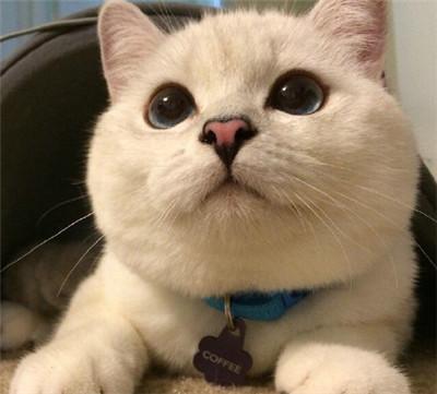 猫咪脸盘越肿越可爱？您的发腮食谱已送达