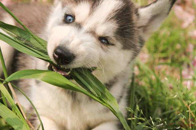 狗发病症状及治疗方法,狗的正确治疗方法