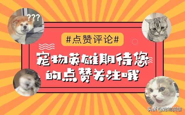 狗被蜜蜂蛰了脸都肿了之前的样子,狗子被蜜蜂蛰成大肿脸原视频