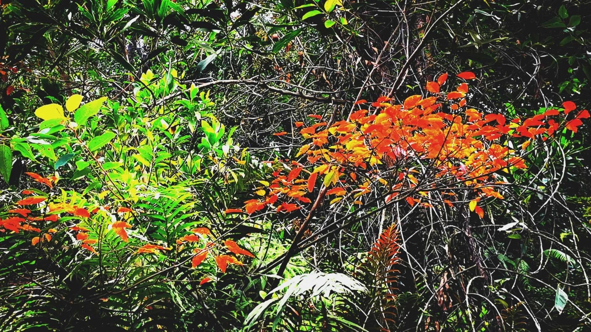 云山诗意一期,云山诗意满汉全席