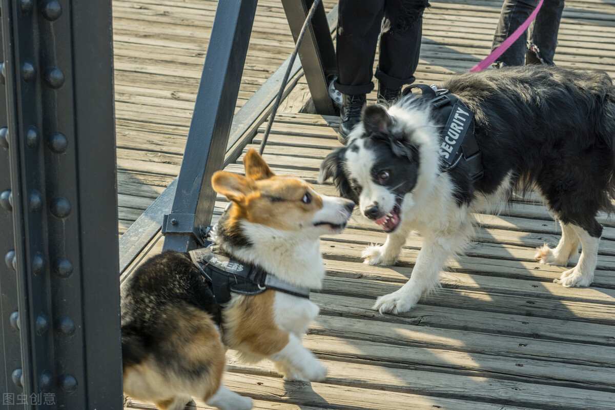 为什么狗狗见面都要相互闻鼻子,狗狗一见面就咬手