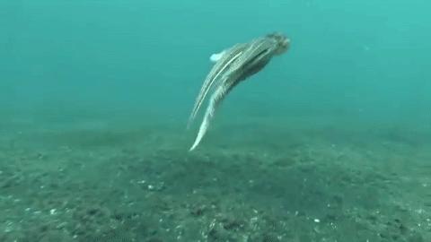 章鱼智商这么高为啥没人类厉害,章鱼有9个大脑还能自己编辑基因