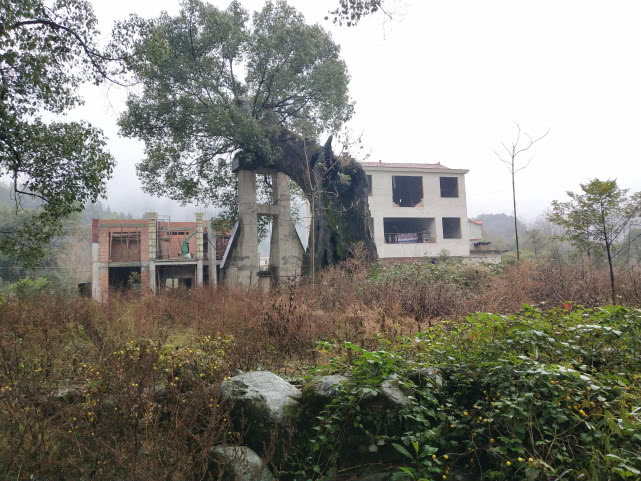 千年的古樟,亲历千年古樟重生