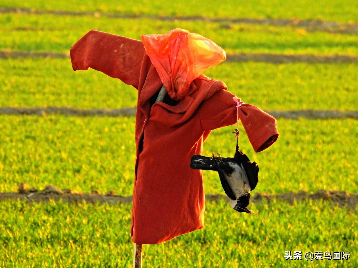 观鸟作品,观鸟优秀作品