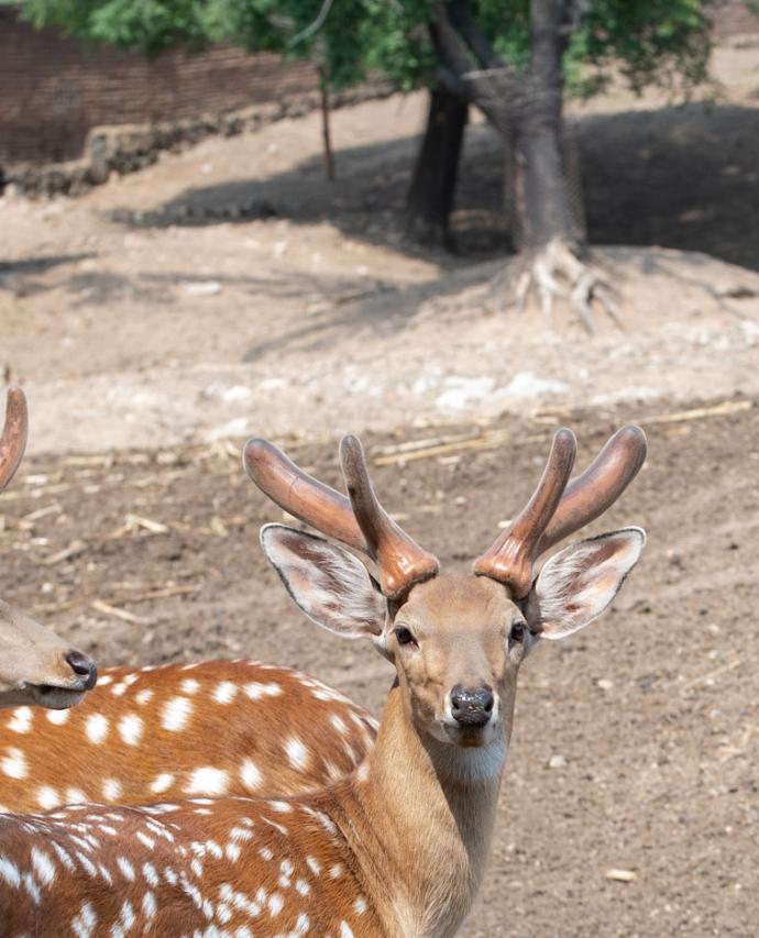怎么选择鹿茸,行业人教你选购床垫