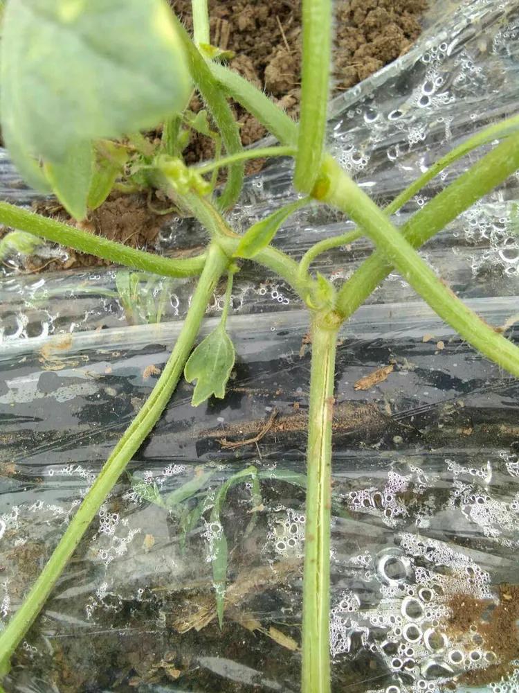 西瓜秧烂根开裂什么原因,郑杰农资优惠