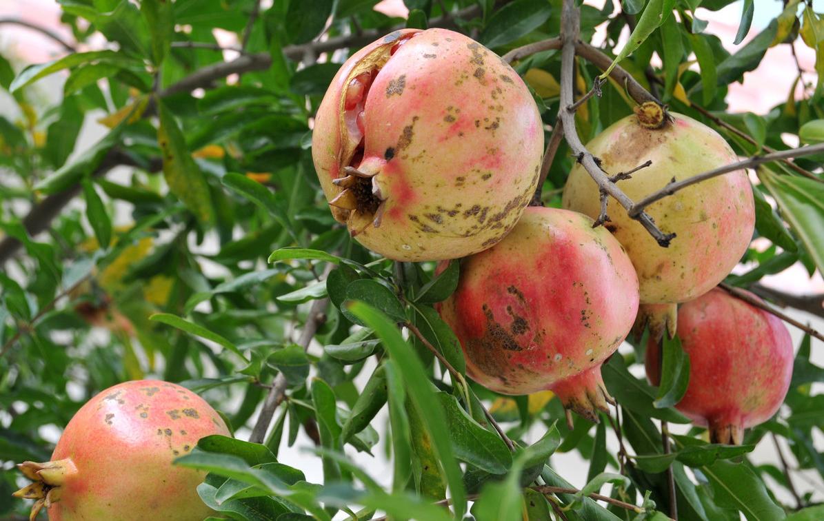 石榴开裂,石榴开裂的最佳防治方法