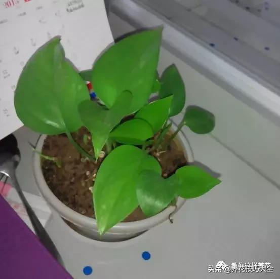 绿萝铜钱草家庭养殖,绿萝发财树黄叶子怎么办呢
