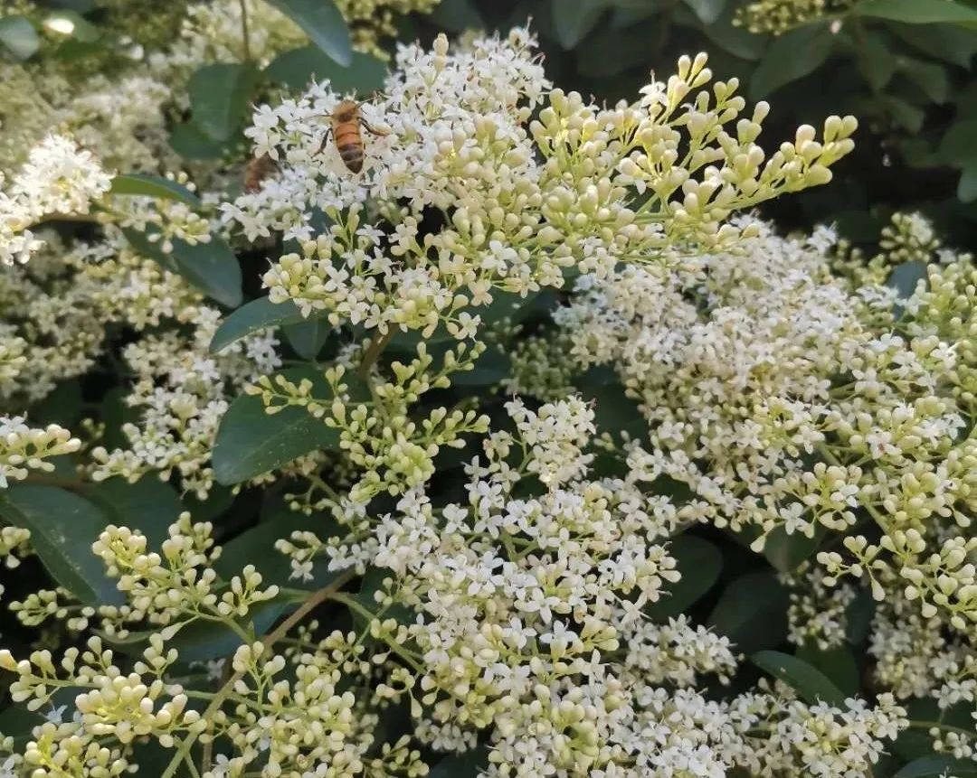 小叶女贞百科简介,金森女贞拉丁学名