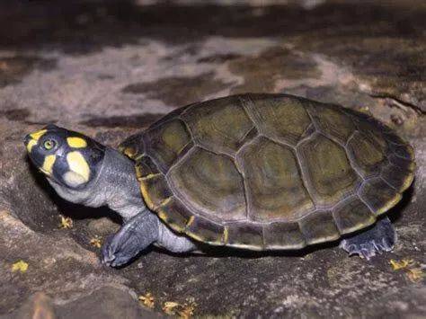 水族箱养鱼龟混养造景,热带鱼混养龟最佳搭配