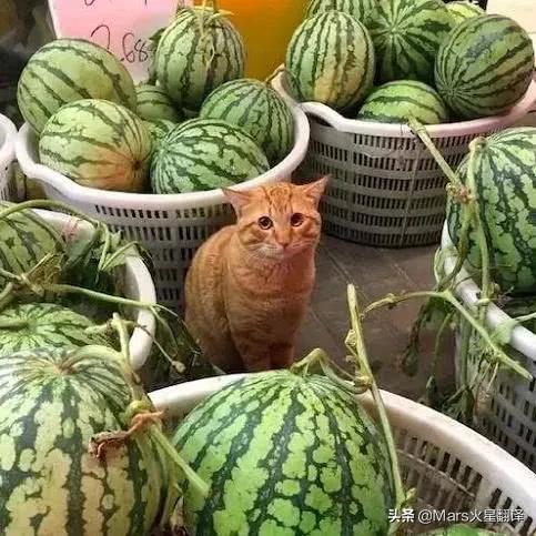 中国人能自由吃瓜，离不开这位“甜瓜女王”