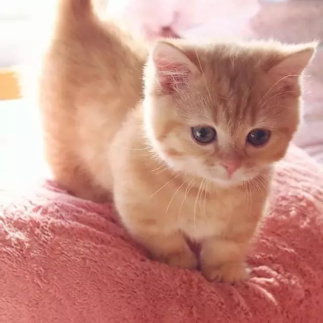 “不行了，我血槽已空，这么萌是怎么长得呢！？”