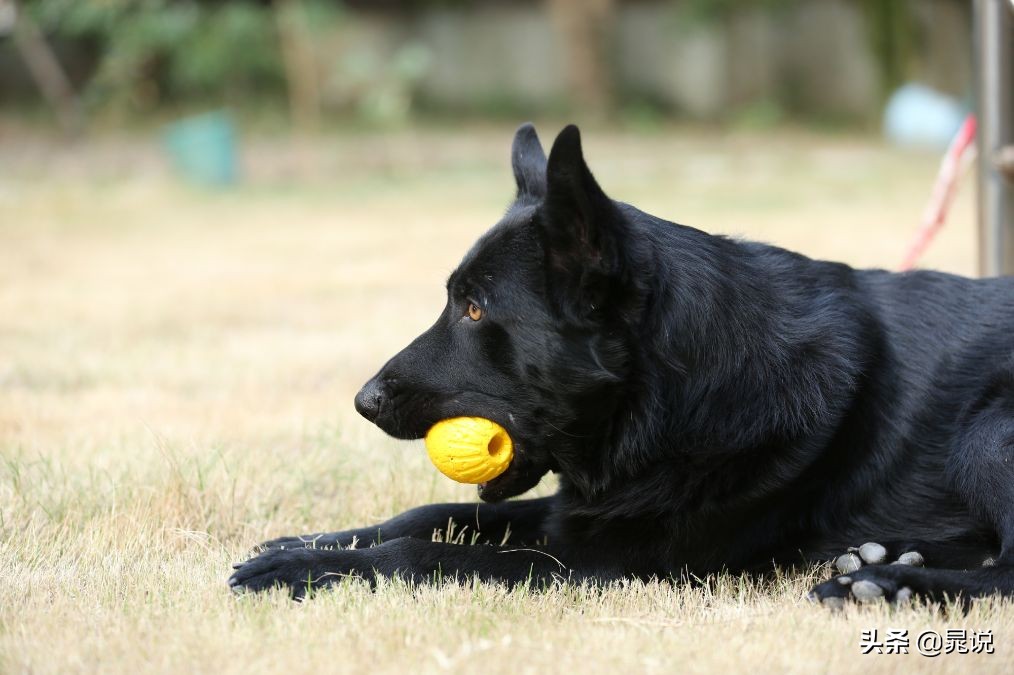 养条狗就不会孤单了,养条狗德牧