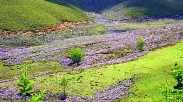 凉山最漂亮的花海,西昌赏花攻略