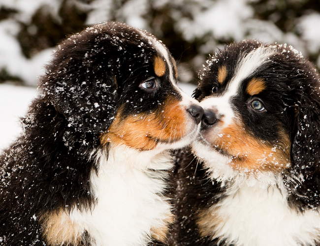 盘点10种脾气最好的狗,性格温和的狗有哪些